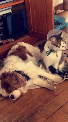 Service garde animaux