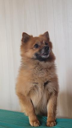 Service garde animaux