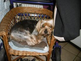 Service promeneur chien