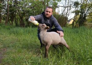 Service garde animaux
