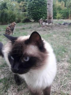 Service garde animaux