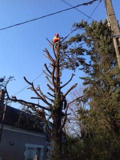Service entretien espace vert