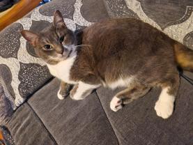 Service garde animaux