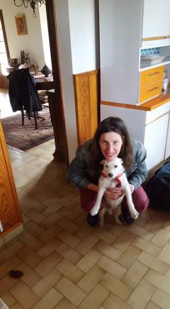 Service chien
