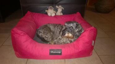 Service chien