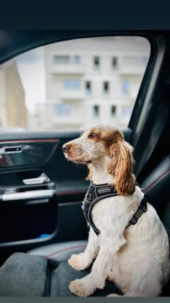 Service chien