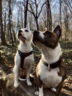 Service promeneur chien