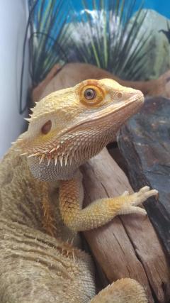 Service reptile