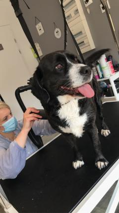 Service chien