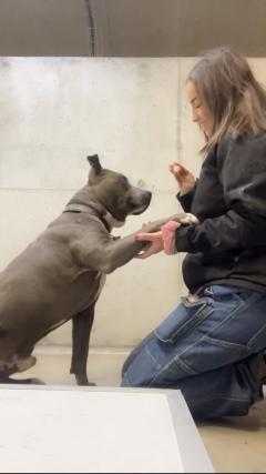 Service garde animaux