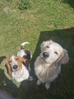 Service chien