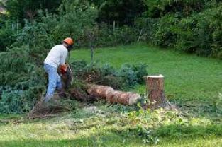 Service coupe de bois