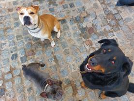 Service chien