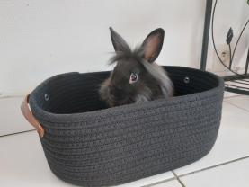 Service garde lapin