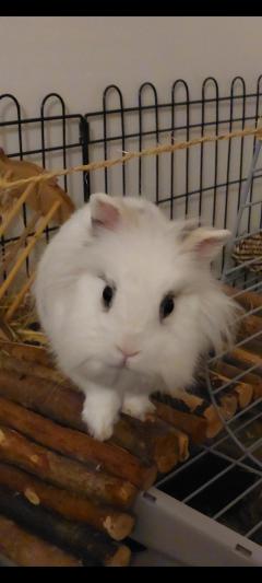 Service garde lapin