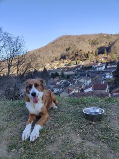 Service promeneur chien