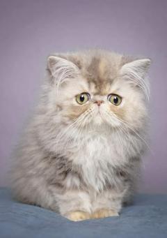 Service garde animaux