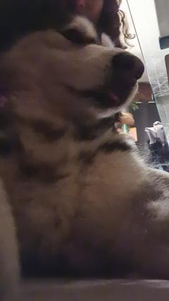 Service chien