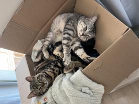 Service garde animaux