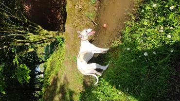 Service chien