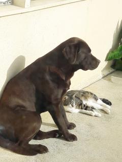 Service chien