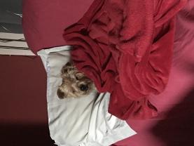 Service promeneur chien