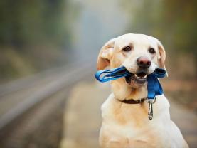 Service chien