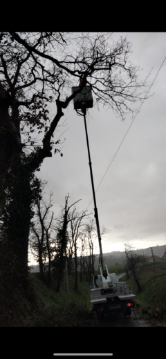 Service entretien espace vert