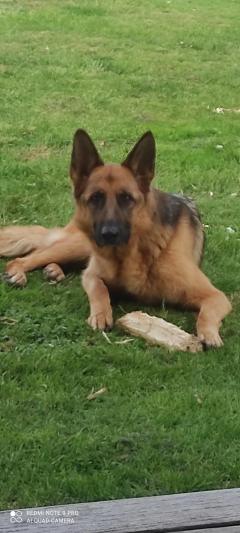 Service chien