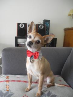 Service garde animaux