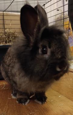 Service garde lapin