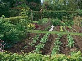 Location jardin potager