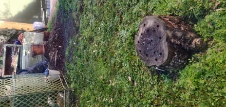 Location rogneuse de souche