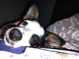 Service chien