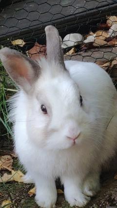Service garde lapin