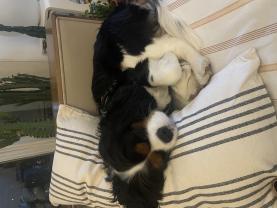 Service promeneur chien