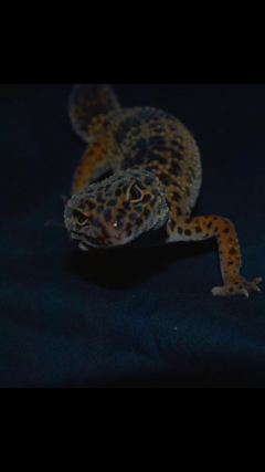 Service reptile