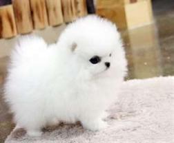 Service chien