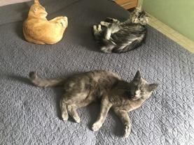 Service garde animaux