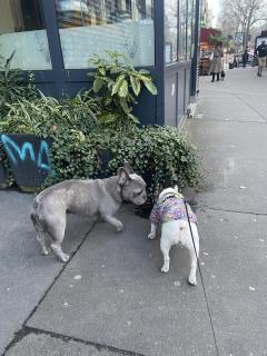 Service promeneur chien