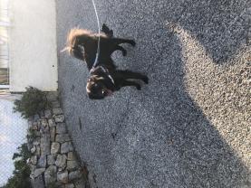 Service promeneur chien