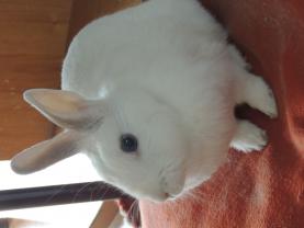 Service garde lapin