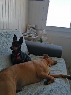 Service chien