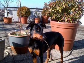 Service chien