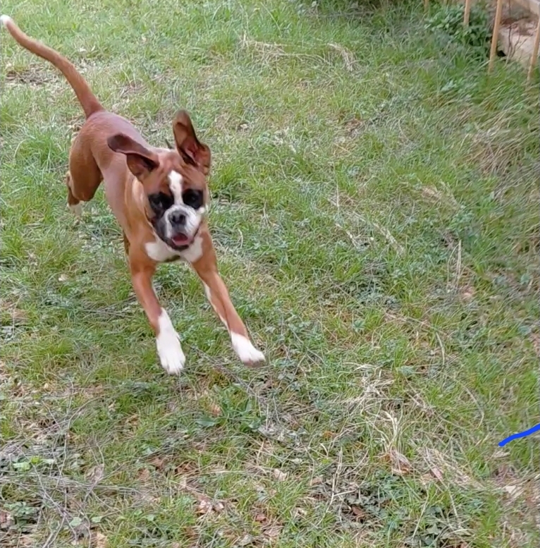 Service chien entre particuliers (75)