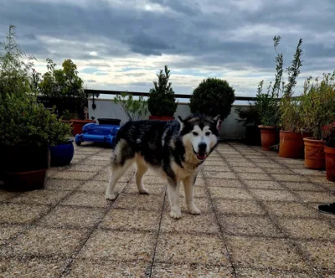 Service chien entre particuliers (75)
