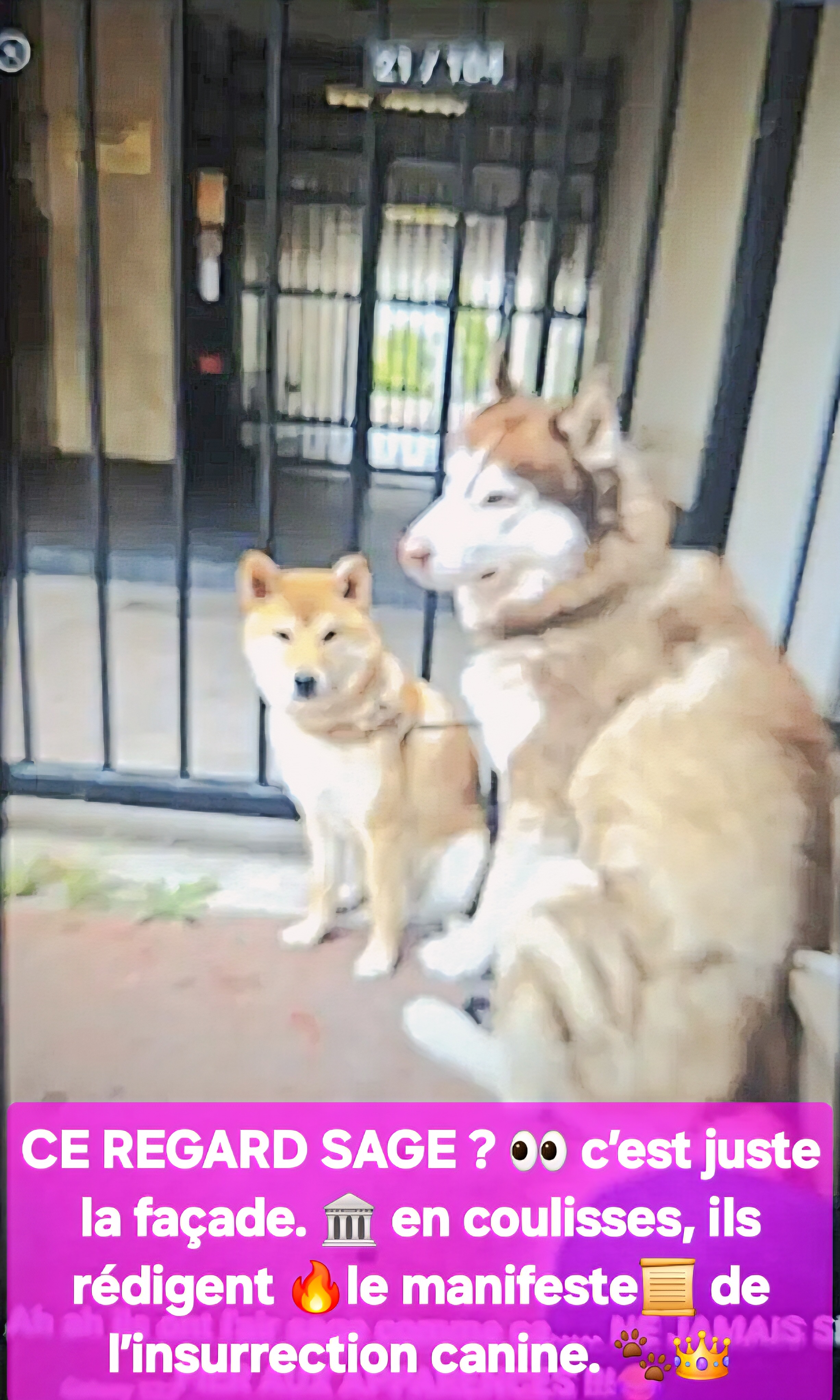 Service chien entre particuliers (75)