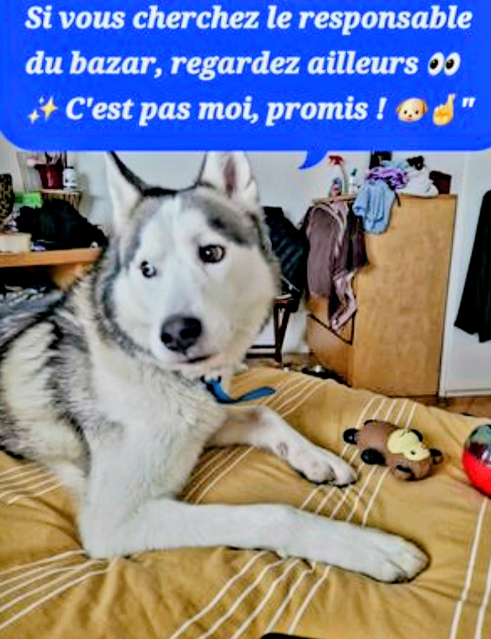 Service chien entre particuliers (75)