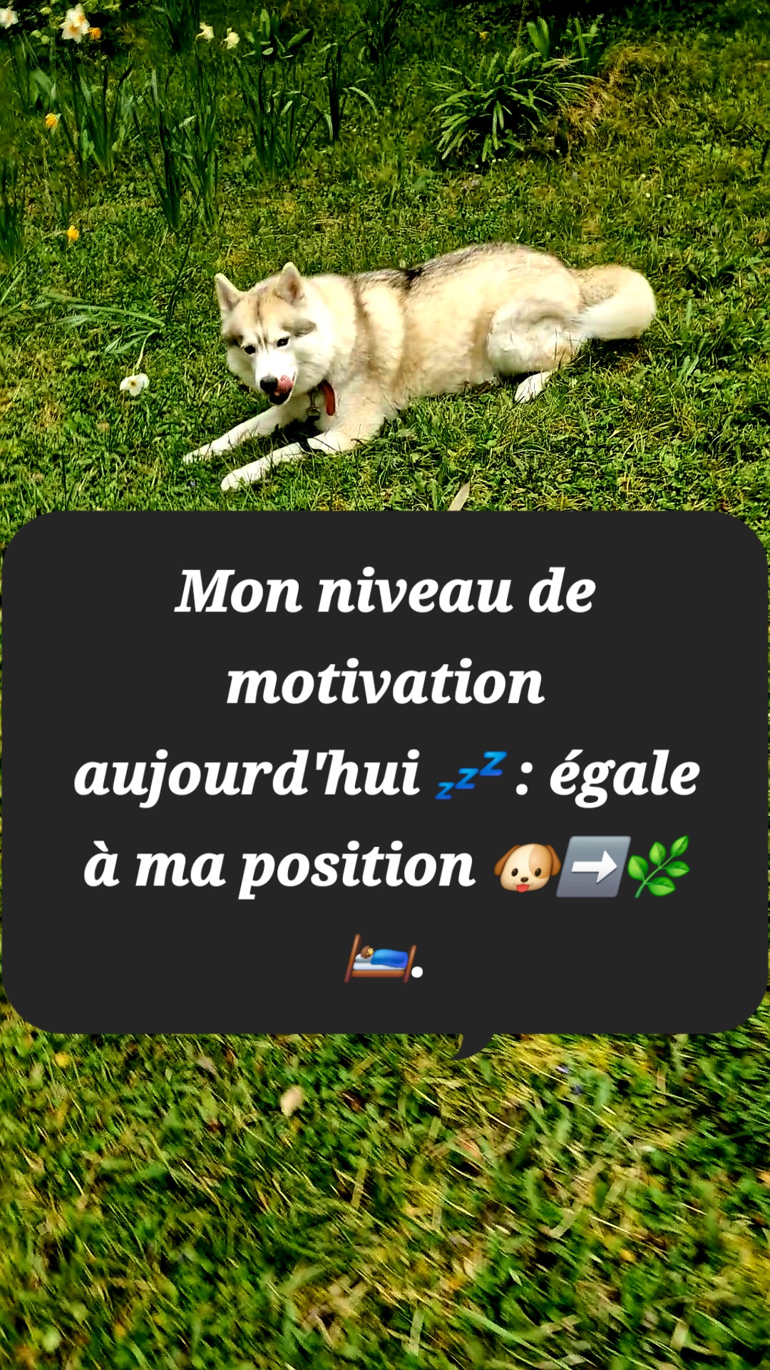 Service chien entre particuliers (75)
