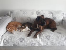 Service garde animaux